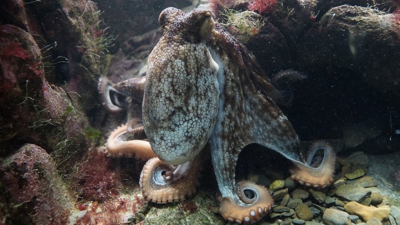 Kraken